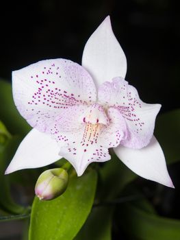 Bouquet of Diacattleya Chantilly Lace Twinkle. beautiful hybrid cattleya relatives.