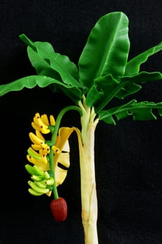Amazing banana tree make from clay to decor for house, handmade product with green banana leaf, bunch of banana make art, wonderful mini scene