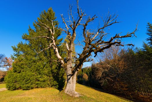 Large green pine and a old oak tree without leaves in autumn with a blue clear sky