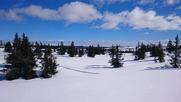 Snow and trees in the mountains