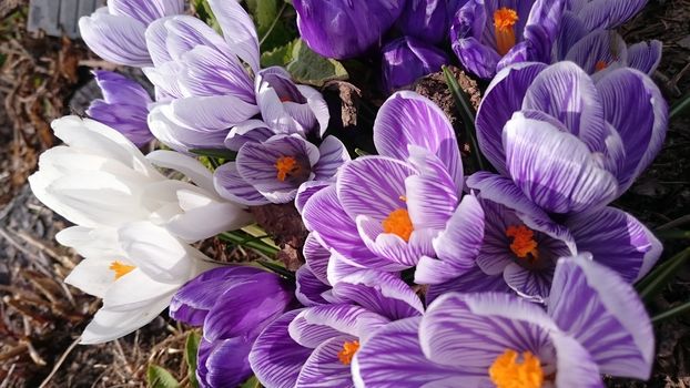 white and Purple flowers