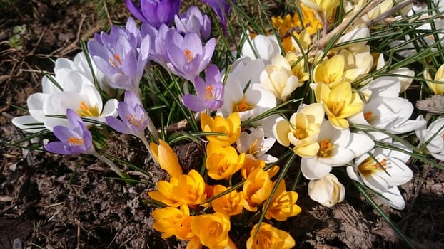 Yellow, white and puple flowers