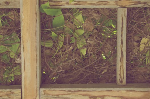 Old and dirty wooden frame with green and dry leaves as roof in garden vintage style.