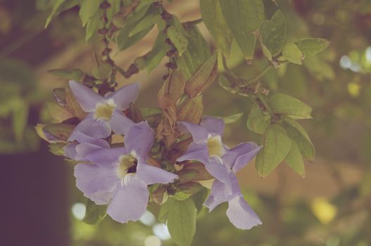 Thunbergia laurifolia, Laurel clock vine or Blue trumpet vine in vintage style.