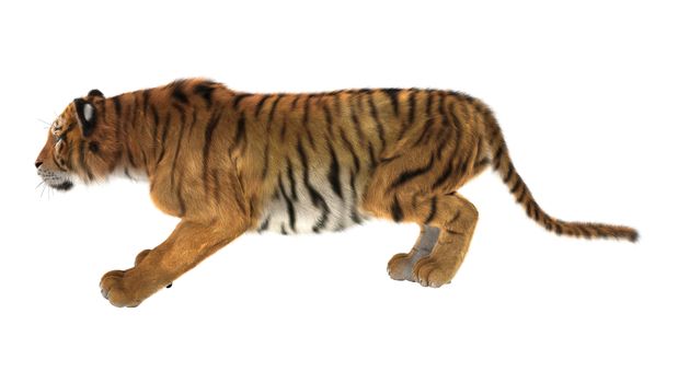 3D digital render of a tiger isolated on white background