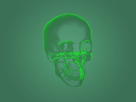 X-ray head anatomy