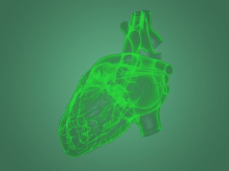 X-ray heart anatomy