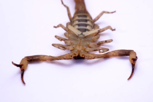 Close up Scorpion a white background.







RITA MADINE