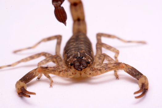 Close up Scorpion a white background.