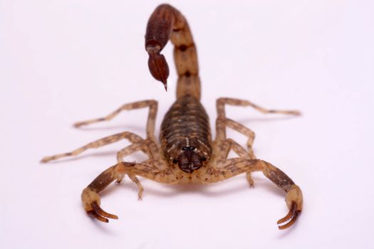 Close up Scorpion a white background.