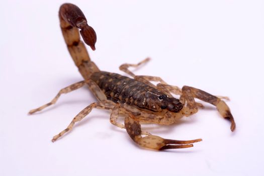 Close up Scorpion a white background.