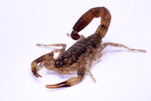 Close up Scorpion a white background.