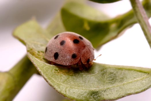 Ladybug on green leaf