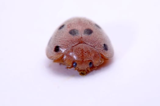 Close up ladybug a white background.