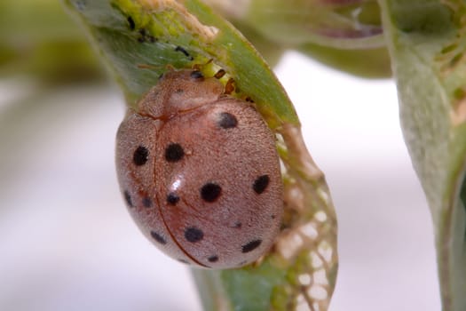 Ladybug on green leaf