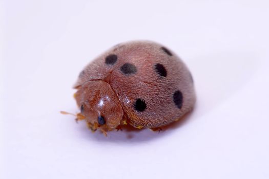 Close up ladybug a white background.