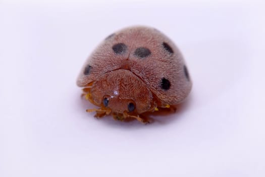 Close up ladybug a white background.