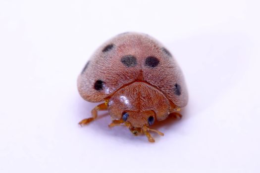 Close up ladybug a white background.