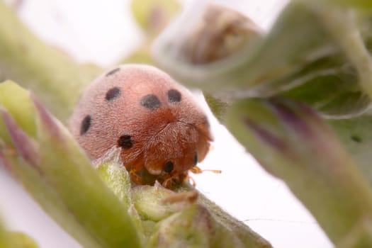 Ladybug on green leaf