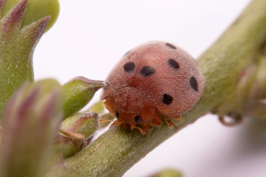 Ladybug on green leaf