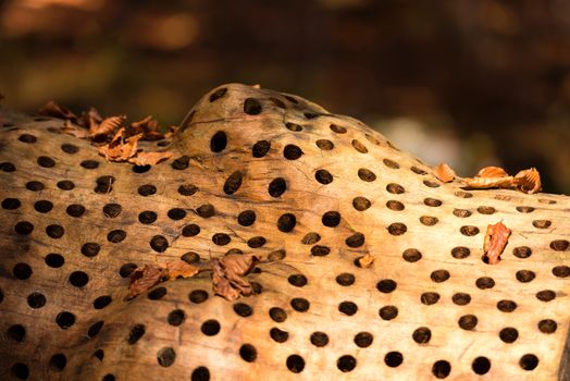 BORGO VALSUGANA, ITALY - NOVEMBER 1, 2015: Detail of the artwork In Appearance by Stuart Ian Frost. Drilled and sanded beech stump in the forest of Val di Sella, Borgo Valsugana, Trento, Italy