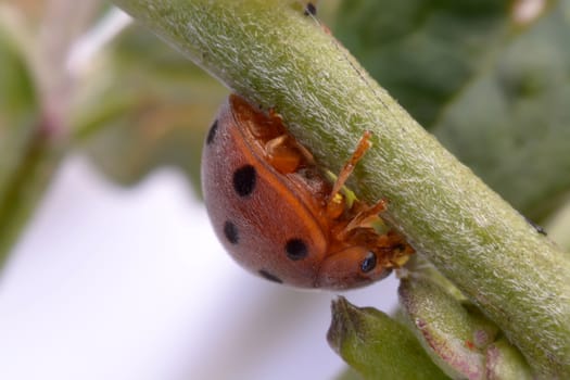 Ladybug on green leaf