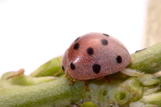 Ladybug on green leaf