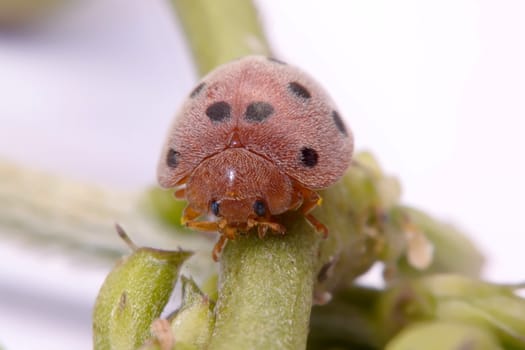 Ladybug on green leaf