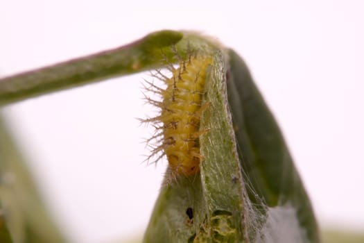 Macro image of a spiny caterpillar on green leaf