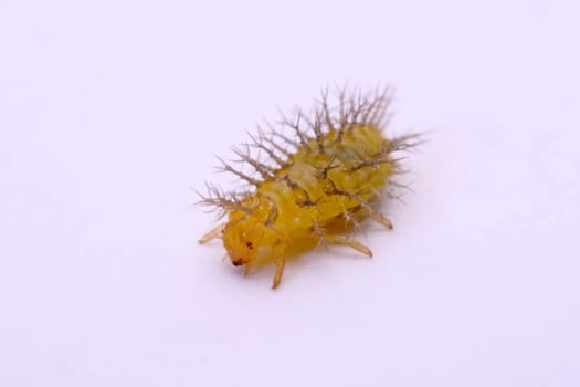 Macro image of a spiny caterpillar white background.