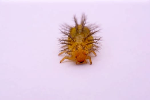 Macro image of a spiny caterpillar white background.