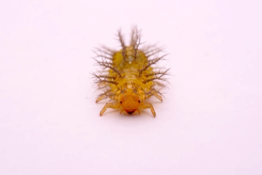 Macro image of a spiny caterpillar white background.