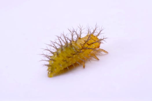 Macro image of a spiny caterpillar white background.