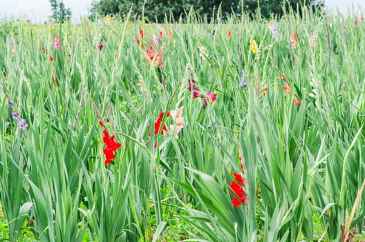 Beautiful field with many colorful flowers.