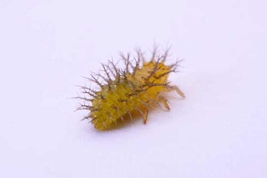 Macro image of a spiny caterpillar white background.