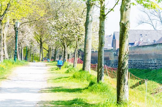 A long way with old trees left and right. Shot on a hot day in Zons am Rhein.