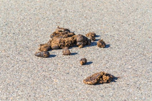 Big horse droppings on an asphalt road