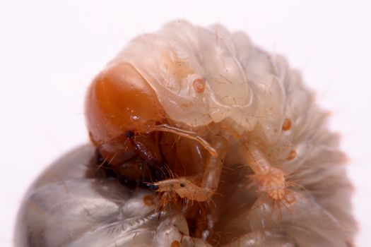 stag beetle larva white background.