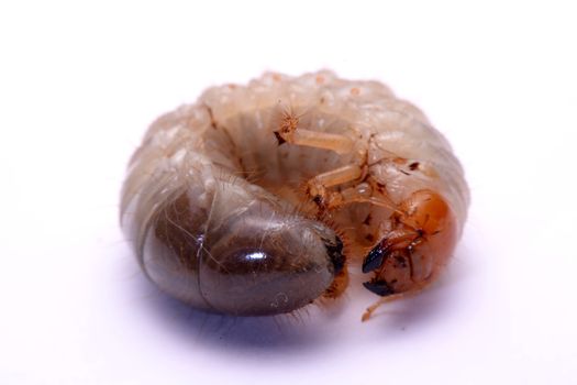 stag beetle larva white background.