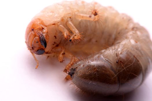 stag beetle larva white background.