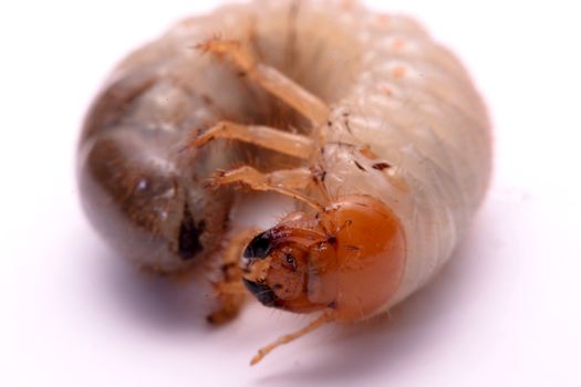 stag beetle larva white background.