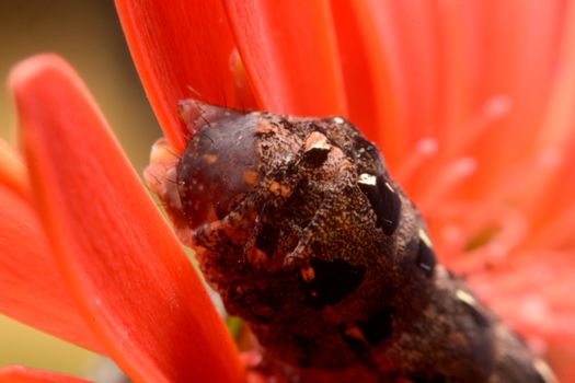 Butterfly black caterpillar over red flowers.