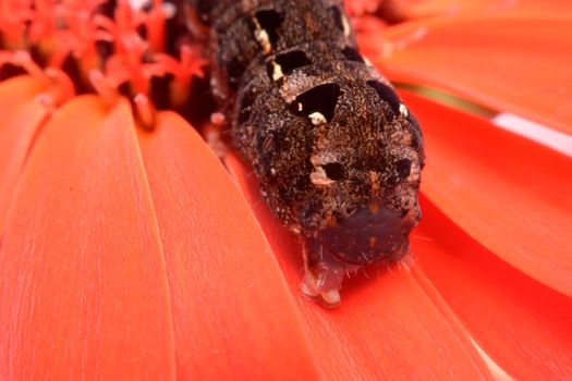 Butterfly black caterpillar over red flowers.