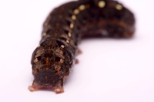 Butterfly black caterpillar over a white background.