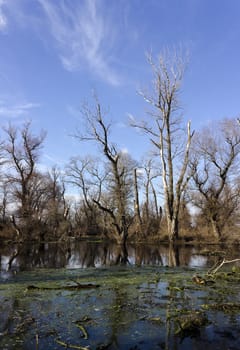 Trees on bog in nice spring day