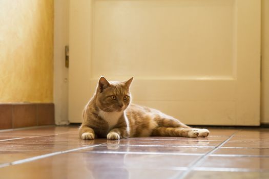 Young ginger cat relaxing at home on bright floor