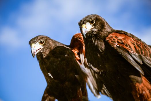 Majestic Eagles used by pest control to reduce pigeons and doves around trafalgar square in westminster, london.