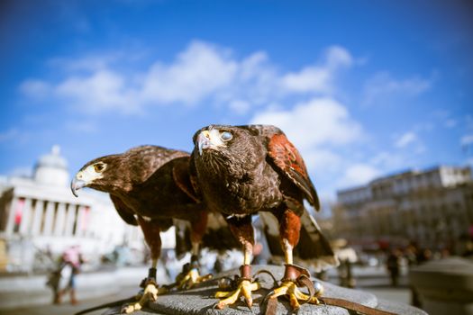Majestic Eagles used by pest control to reduce pigeons and doves around trafalgar square in westminster, london.