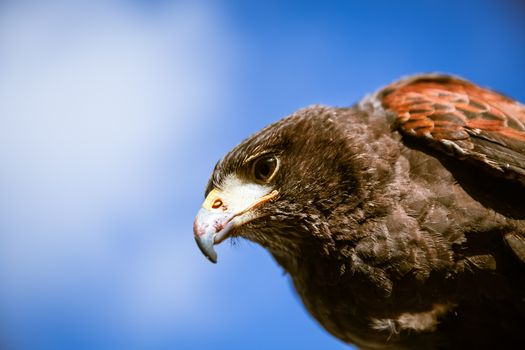 Majestic Eagles used by pest control to reduce pigeons and doves around trafalgar square in westminster, london.