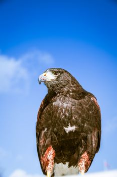 Majestic Eagles used by pest control to reduce pigeons and doves around trafalgar square in westminster, london.